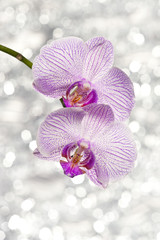 orchid and light bokeh