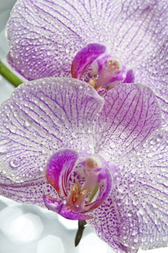 dewy orchid in detail