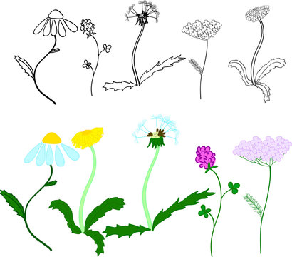 Set of different meadow flowers.