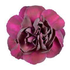 Dark Purple Carnation Flower Isolated on White