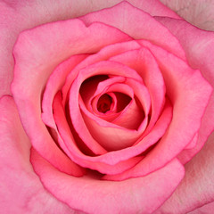 Fototapeta na wymiar Square Macro of Beautiful Pink Rose