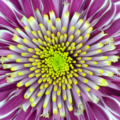 Chrysanthemum Flower Purple with Lime  Center