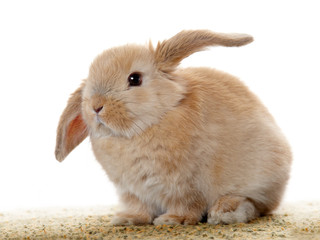 Fototapeta premium Cute little rabbit on white background