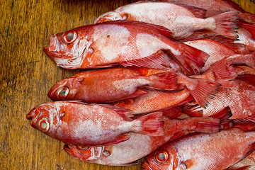 Group of fresh Red Snapper fishes on market