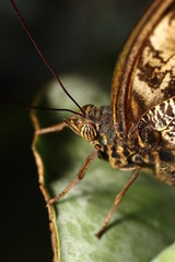 Schmetterling