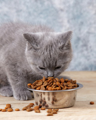 kitten eating
