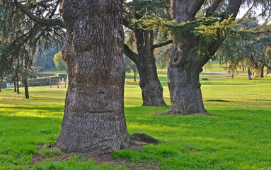 Naklejka premium three giants secular trees in a park