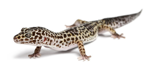 Leopard gecko, Eublepharis macularius
