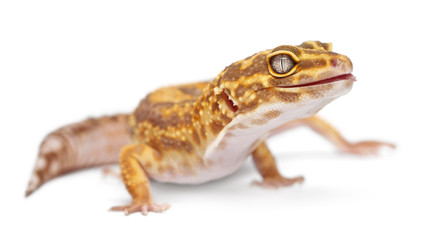 Albino Orange Leopard gecko, Eublepharis macularius