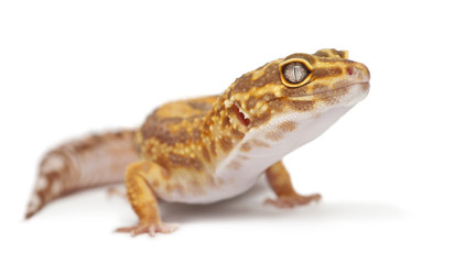 Albino Orange Leopard gecko, Eublepharis macularius