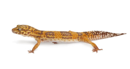 Fototapeta premium Albino Orange Leopard gecko, Eublepharis macularius