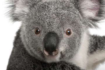 Obraz premium Young koala, Phascolarctos cinereus, 14 months old