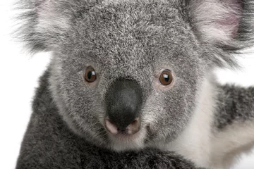 Tableaux ronds sur aluminium brossé Koala Young koala, Phascolarctos cinereus, 14 months old