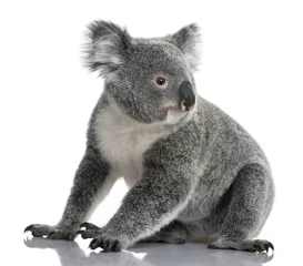 Wandaufkleber Junger Koala, Phascolarctos cinereus, 14 Monate alt © Eric Isselée