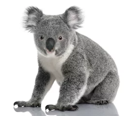 Fotobehang Koala Jonge koala, Phascolarctos cinereus, 14 maanden oud
