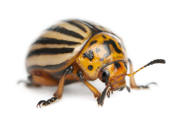 Colorado potato beetle, also known as the Colorado beetle