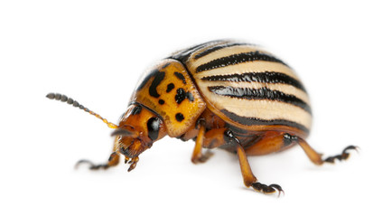 Colorado potato beetle, also known as the Colorado beetle