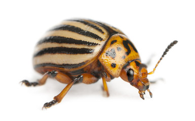 Colorado potato beetle, also known as the Colorado beetle