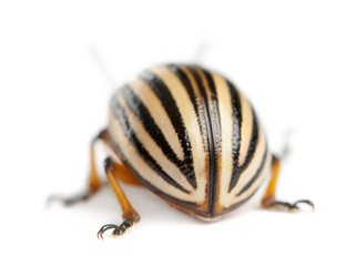 Colorado potato beetle, also known as the Colorado beetle