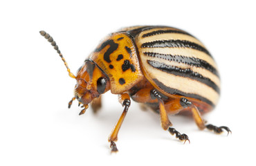 Colorado potato beetle, also known as the Colorado beetle