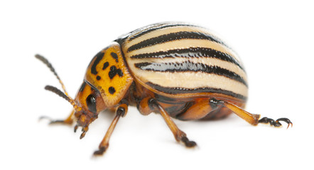 Colorado potato beetle, also known as the Colorado beetle