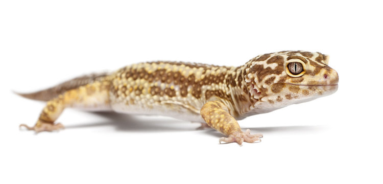 Albino Striped Leopard gecko, Eublepharis macularius