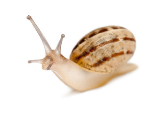 Garden Snail, Helix aspersa, in front of white background