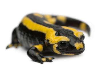 Fire salamander, Salamandra salamandra