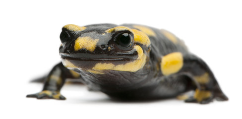 Fire salamander, Salamandra salamandra