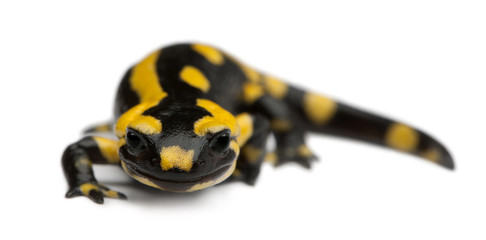 Fire salamander, Salamandra salamandra