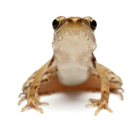 Young Common Frog, Rana temporaria, in front of white background