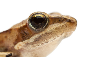 Young Common Frog, Rana temporaria, in front of white background