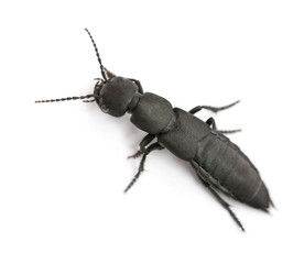 Devil's coach-horse beetle, Ocypus olens