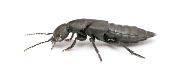 Devil's coach-horse beetle, Ocypus olens, in front of white