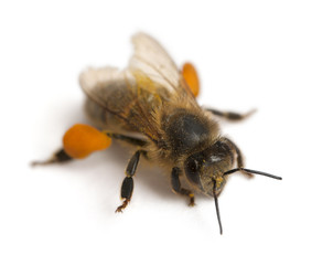 Western honey bee, Apis mellifera, carrying pollen
