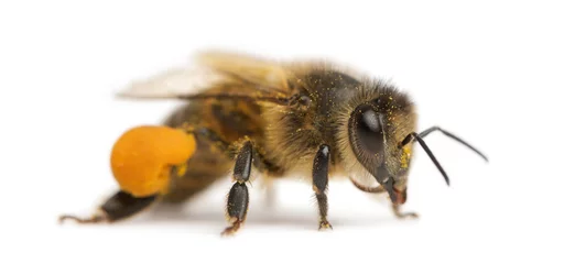 Fotobehang Westerse honingbij of Europese honingbij, Apis mellifera © Eric Isselée
