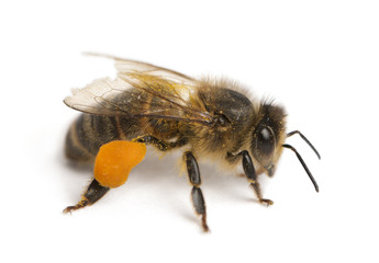Western honey bee or European honey bee, Apis mellifera