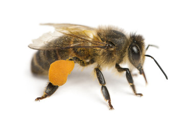 Western honey be, Apis mellifera, carrying pollen