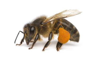 Western honey be, Apis mellifera, carrying pollen - obrazy, fototapety, plakaty