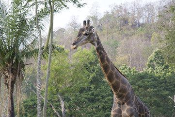 Giraffe