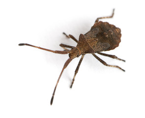 Dock bug, Coreus marginatus, in front of white background