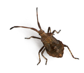 Dock bug, Coreus marginatus, in front of white background