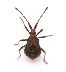 Dock bug, Coreus marginatus, in front of white background