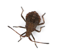 Dock bug, Coreus marginatus, in front of white background