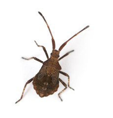 Dock bug, Coreus marginatus, in front of white background