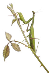 Female European Mantis or Praying Mantis, Mantis religiosa