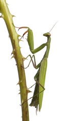Female European Mantis or Praying Mantis, Mantis religiosa