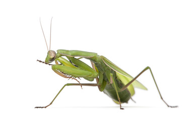 Female European Mantis or Praying Mantis, Mantis religiosa