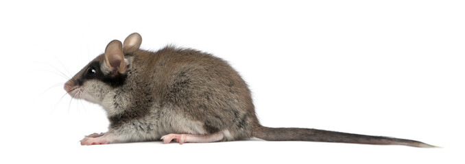 Garden Dormouse, Eliomys quercinus, 2 months old