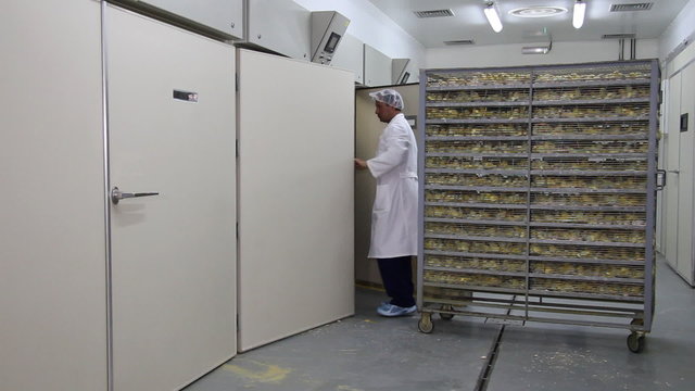 Farmer controls baby chicken in incubator